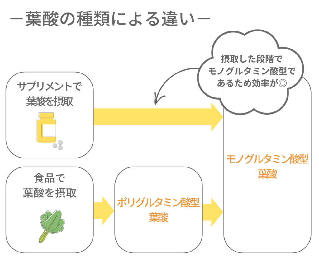 葉酸の種類による違い