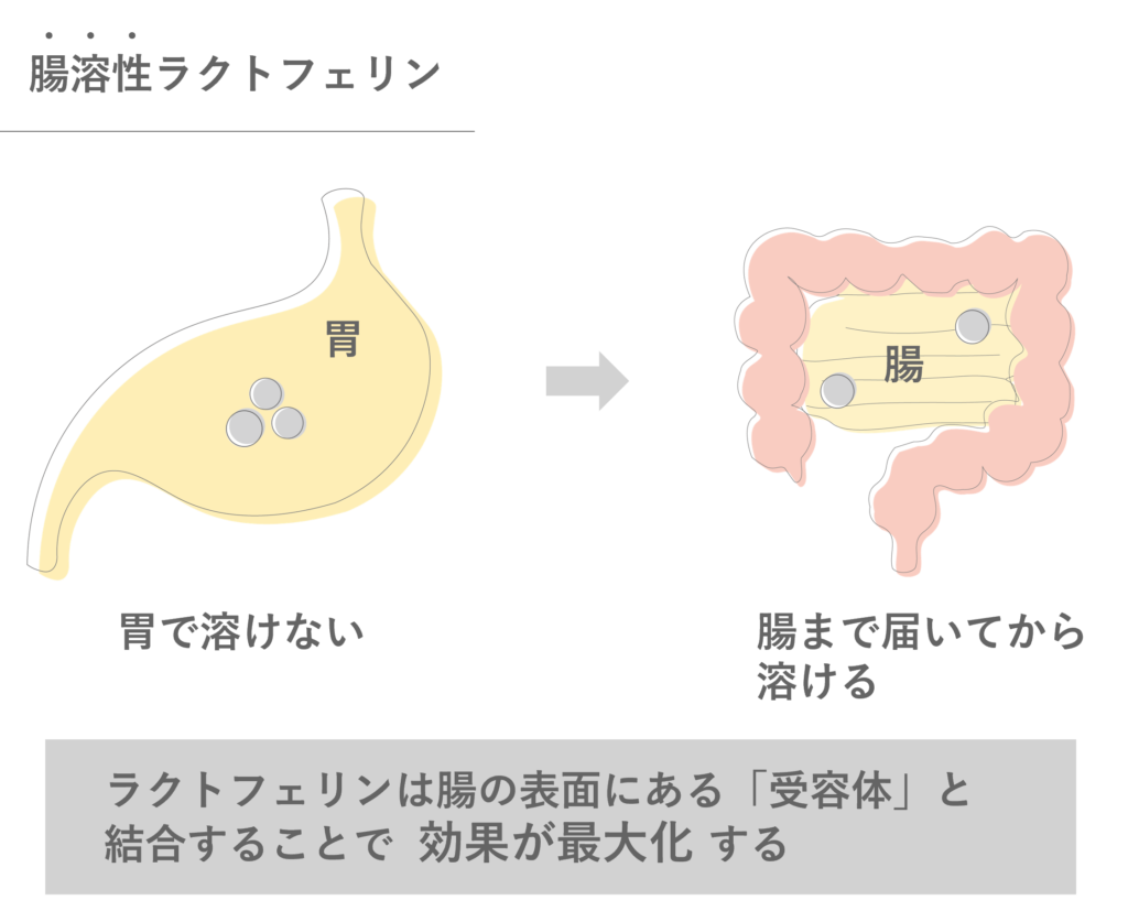 ラクトフェリンは腸の表面にある受容体と結合することで効果が最大化する