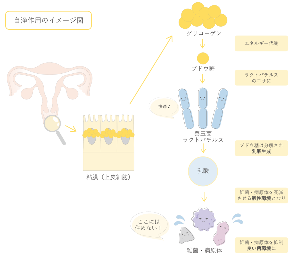 子宮や腟の自浄作用