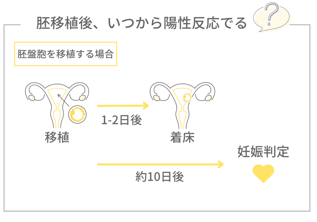 胚移植後、いつから陽性反応がでるかの図解