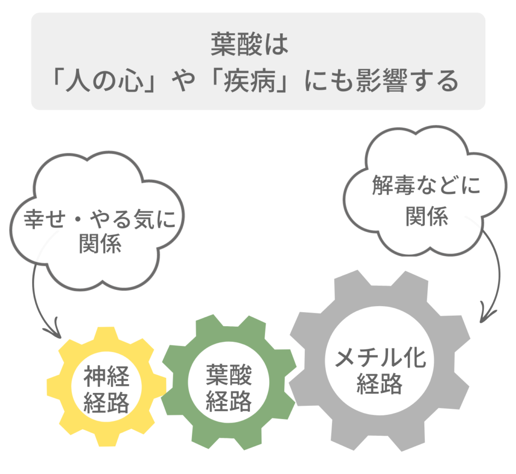 葉酸は「人の心」や「疾病」にも影響する