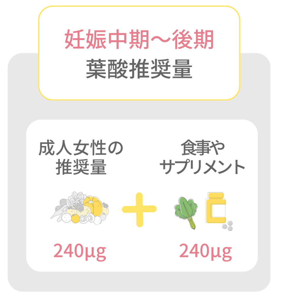 妊娠中期から後期の葉酸推奨量