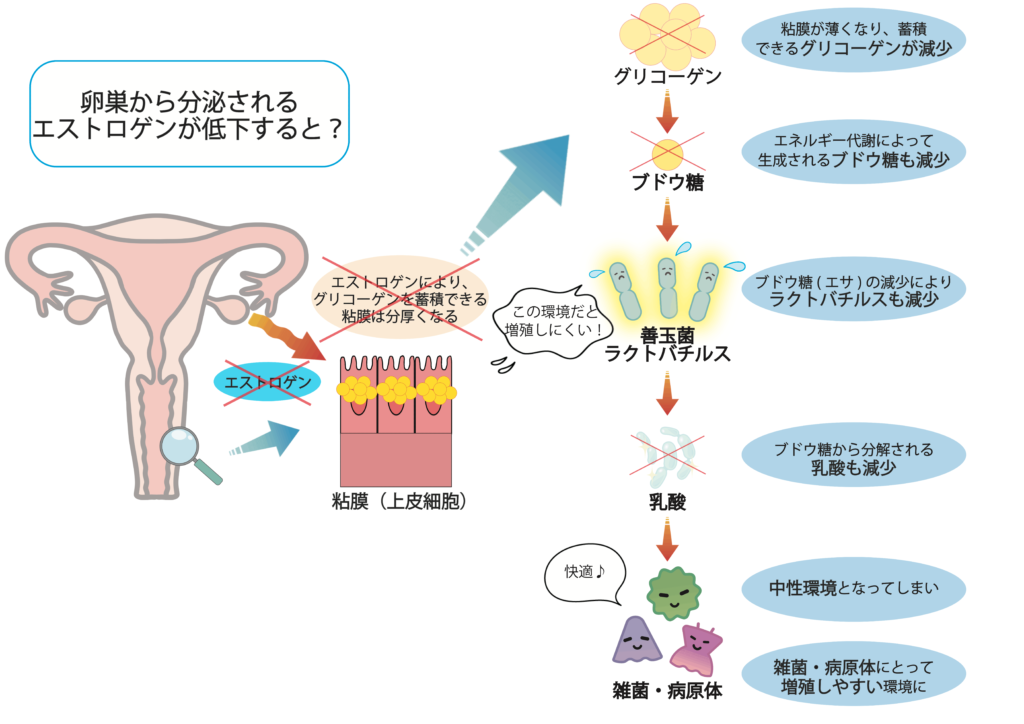 卵巣から分泌されるエストロゲンが低下するとどうなるかを解説