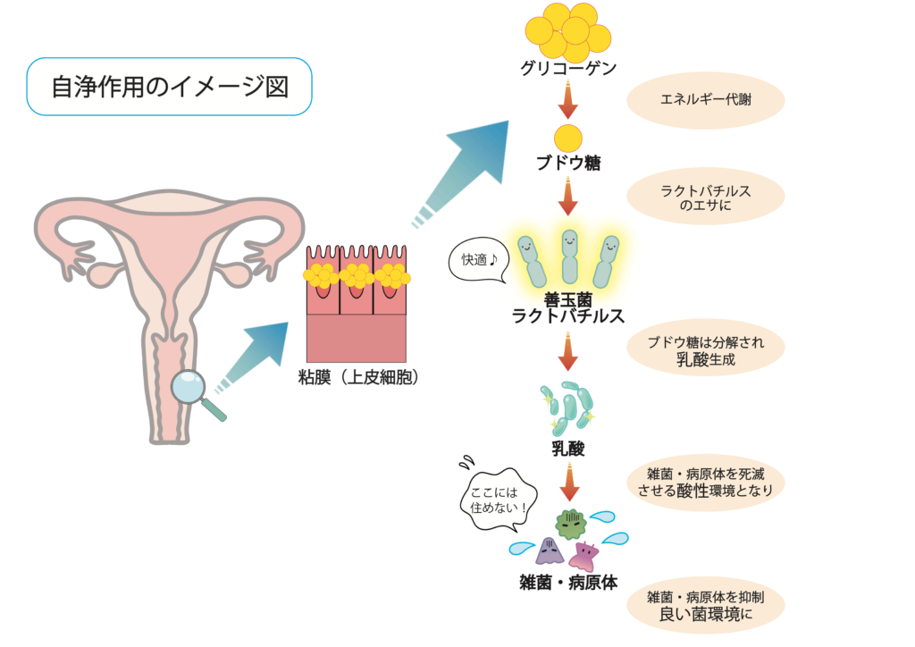 自浄作用のイメージ図