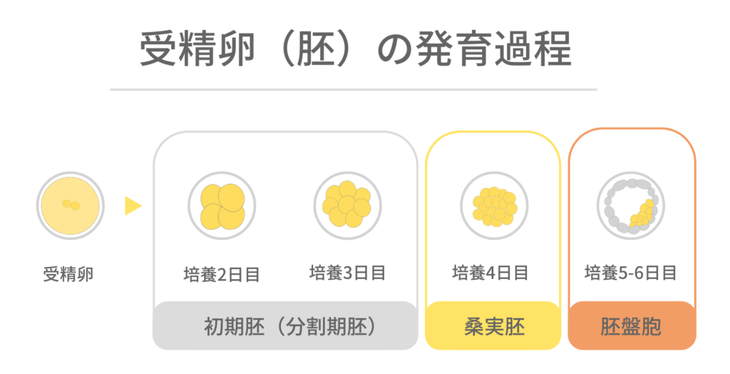 受精卵（胚）発育過程