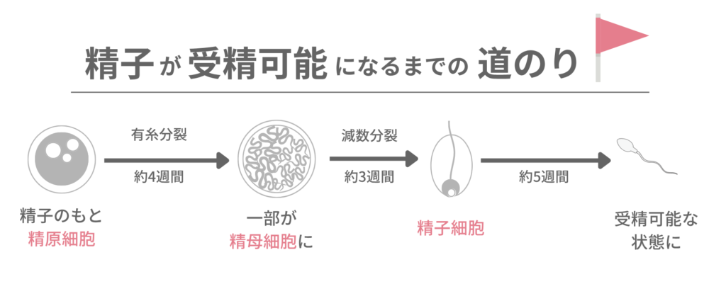 精子が受精可能になるまでの道のりの図解