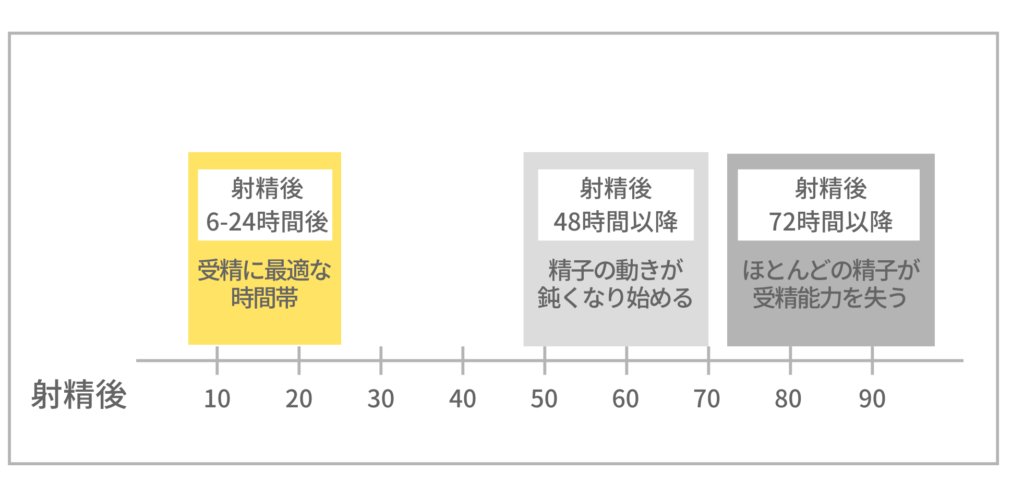 時間経過と精子の受精能力の図解