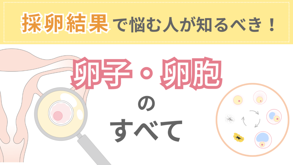 卵子の質や数は改善できない?採卵結果で悩む人が知るべき卵子・卵胞のすべて | Varinos