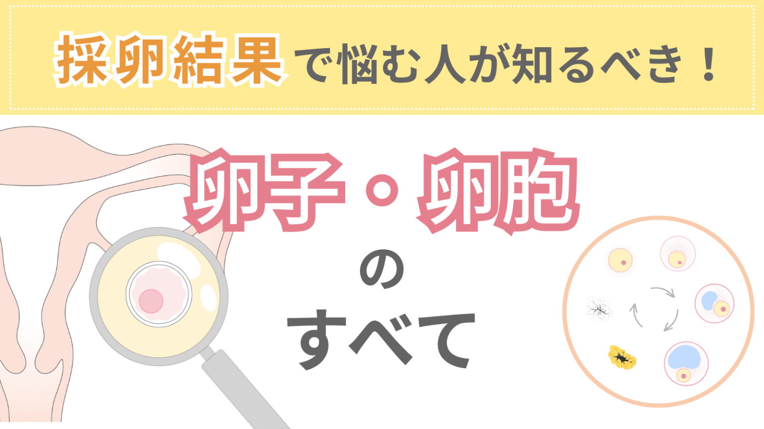 卵子の質や数は改善できない?採卵結果で悩む人が知るべき卵子・卵胞のすべて | Varinos