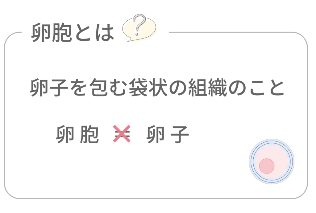 卵胞とは何かの解説
