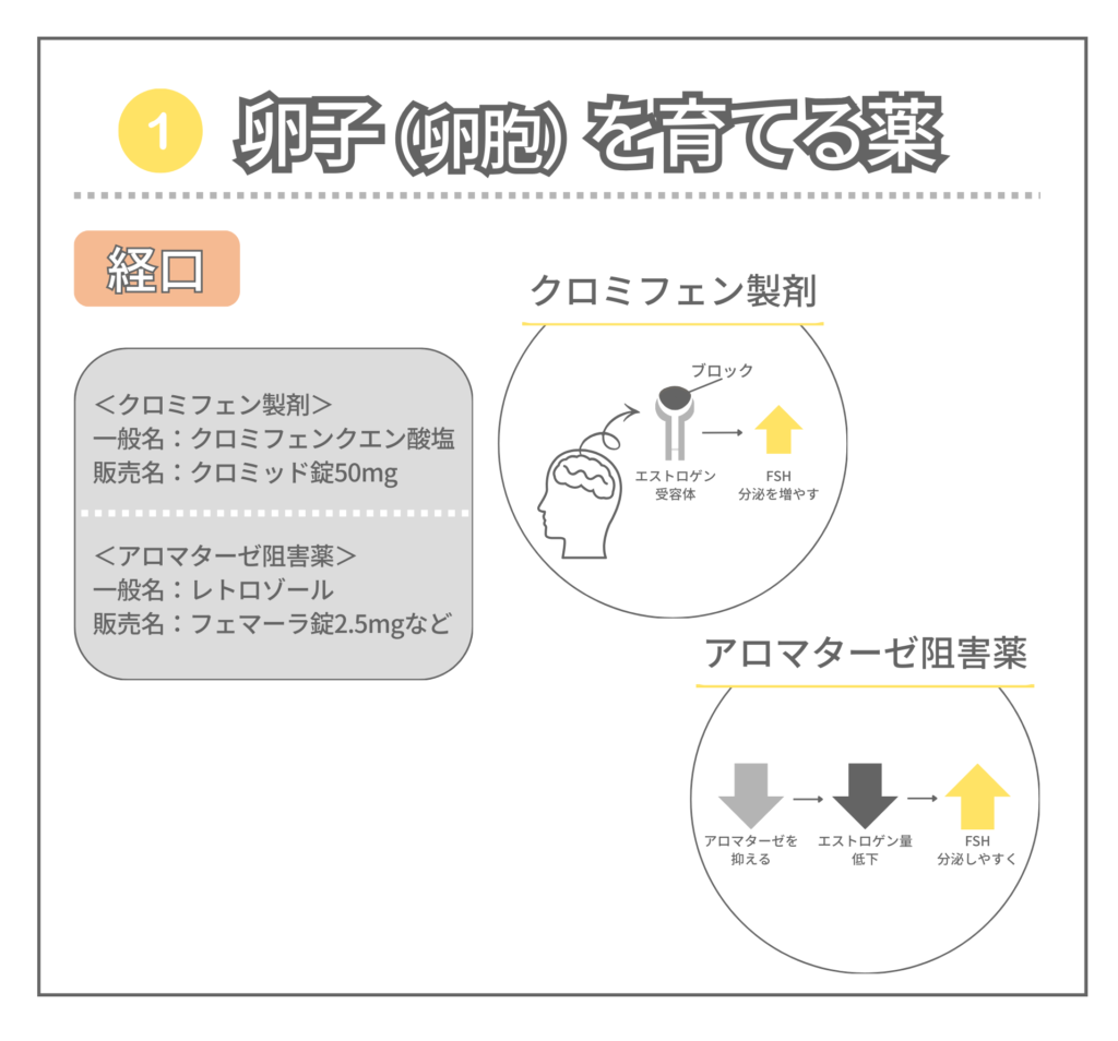 クロミフェン製剤とアロマターゼ阻害薬の違いを図解