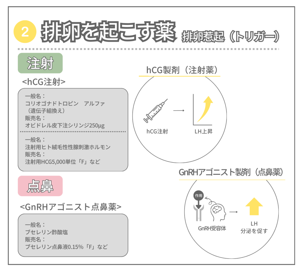 排卵（トリガー）を起こす薬（hCG製剤とGnRHアゴニスト製剤）の違いを図解
