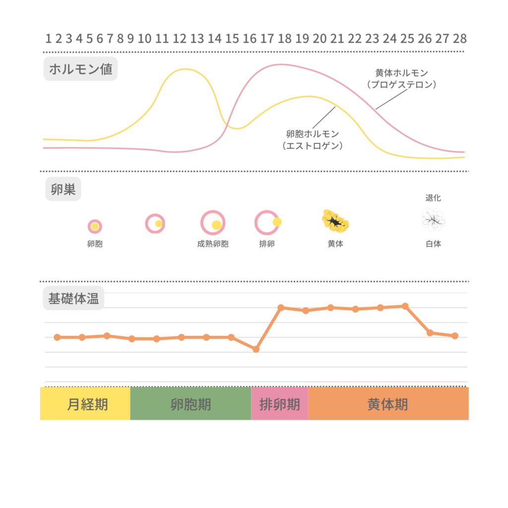 ホルモン値や基礎体温と卵胞の発育過程をグラフでグラフで解説