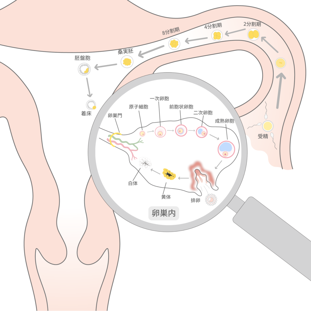 卵巣内での卵胞の発育過程を図解
