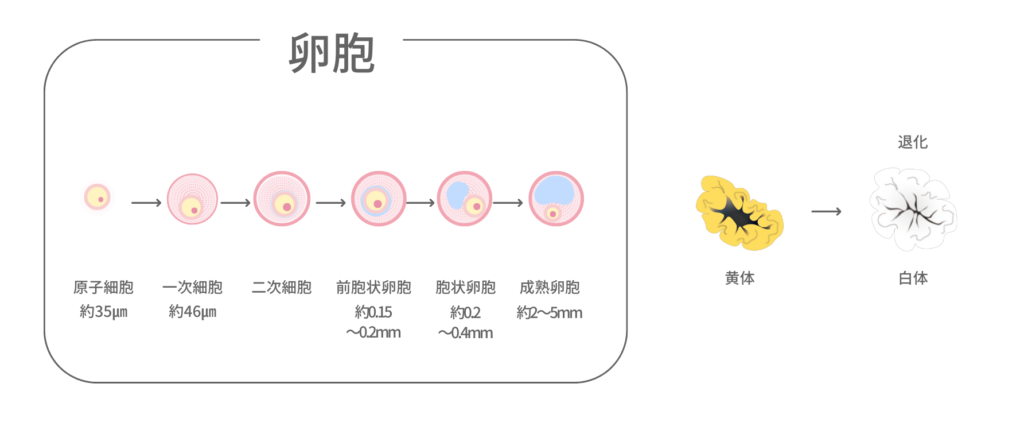 卵胞の成長過程と排卵までの流れを図解