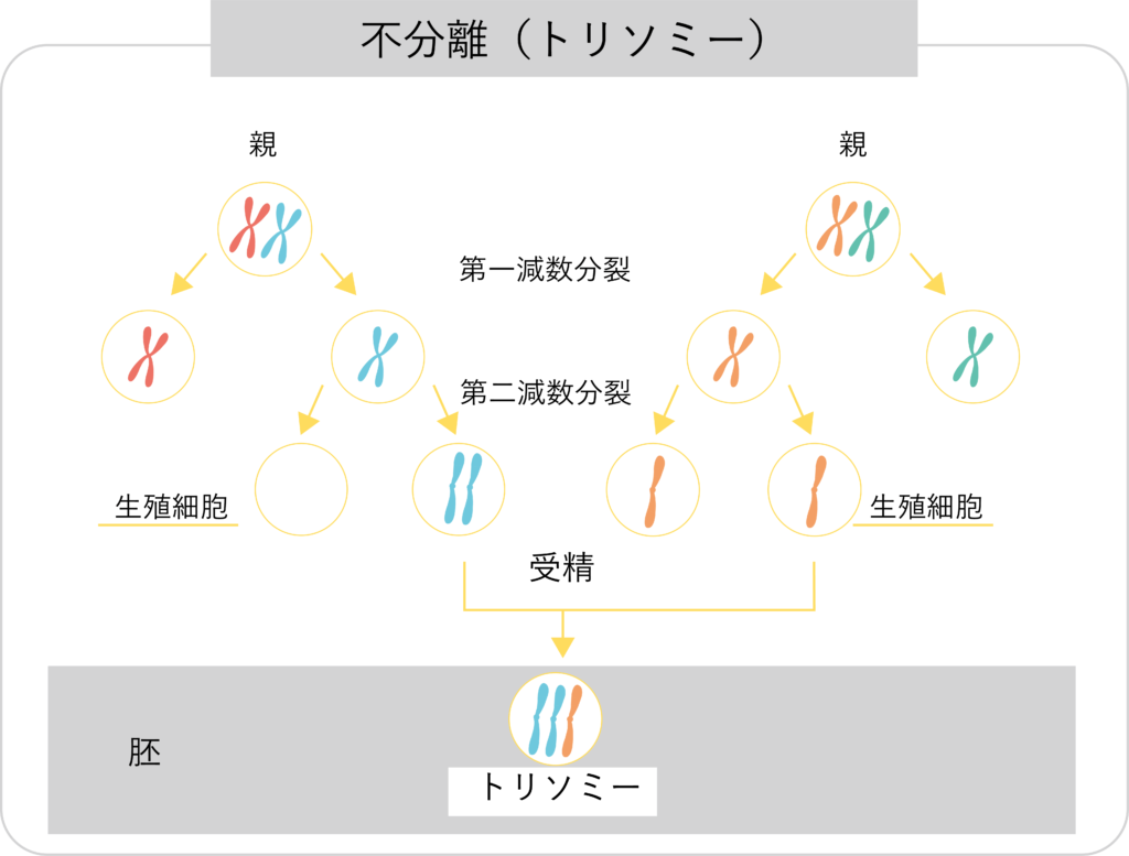 トリソミーの図解