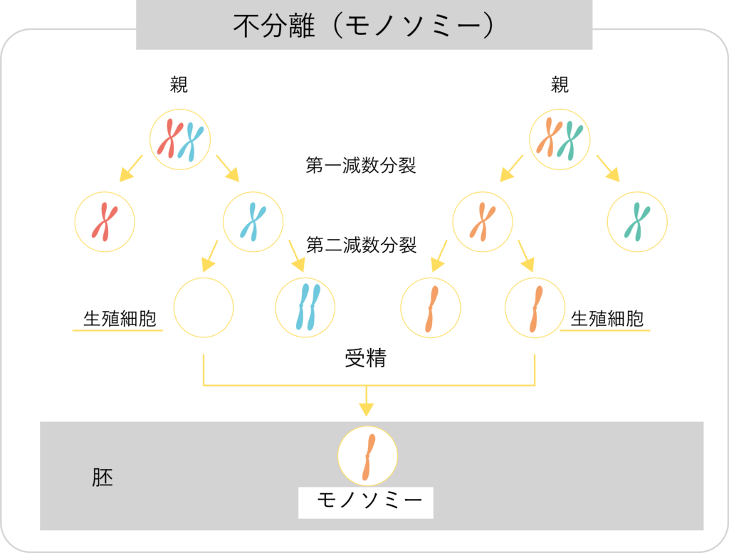 モノソミーの図解