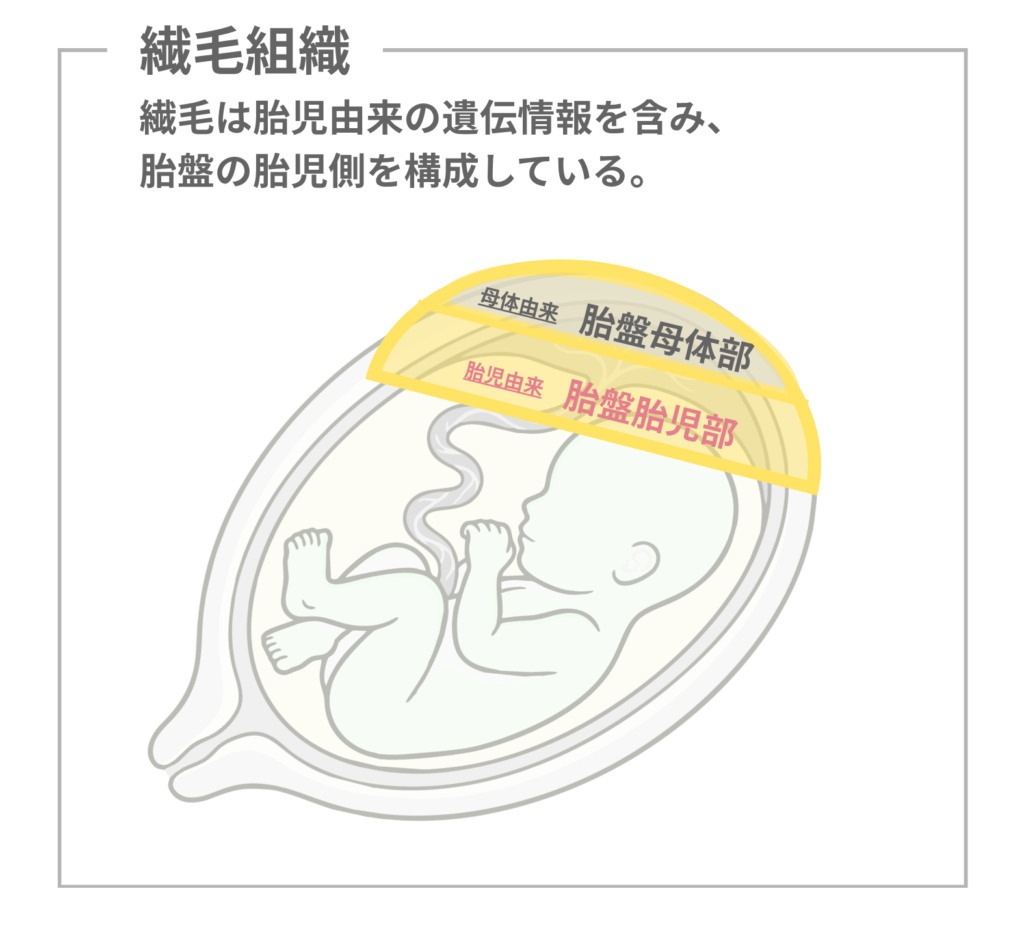 POC検査_絨毛組織の説明