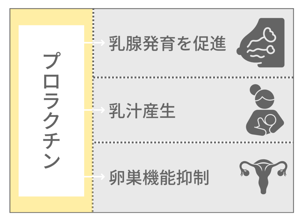 プロラクチンの働き