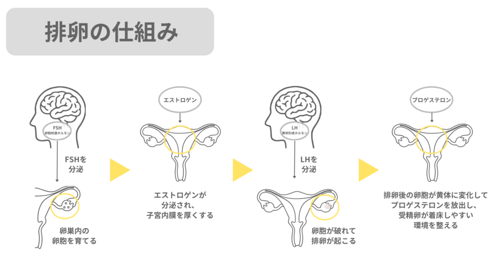 排卵の仕組みを図解
