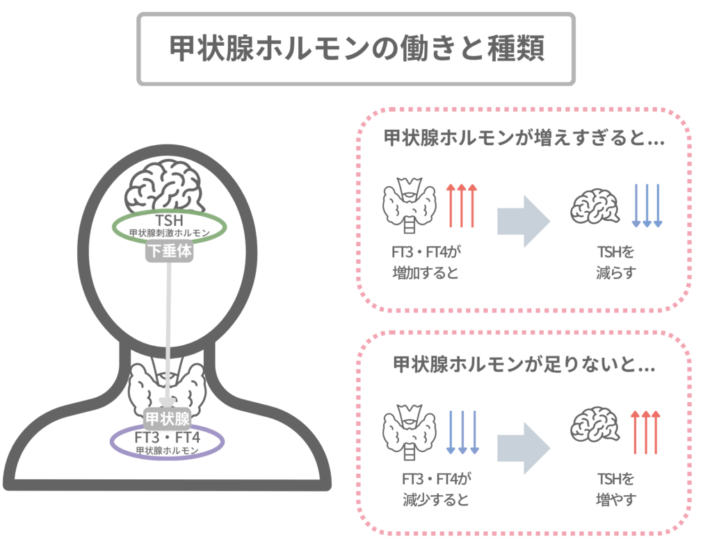 甲状腺ホルモンの働きと種類の図解