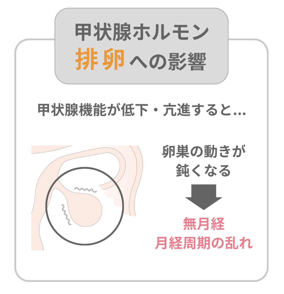 甲状腺ホルモンの排卵への影響