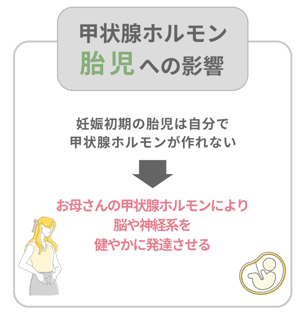 甲状腺ホルモンの胎児への影響